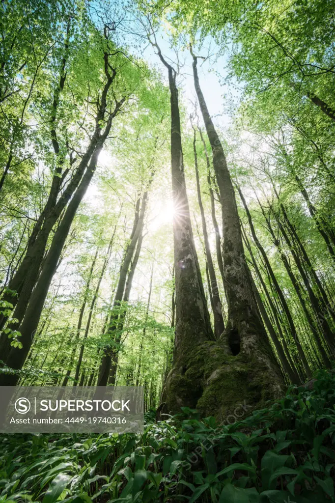 Sunlight in the Thuringian Forest, Germany