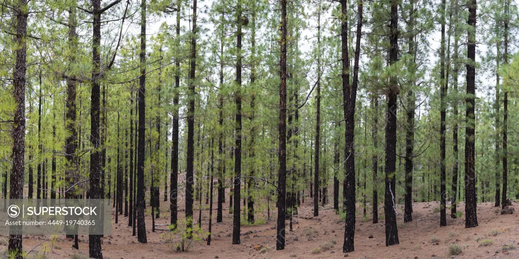 Canary pine trees after a forest fire, Arena Negras, Tenerife, Canary Islands, Spain, Europe