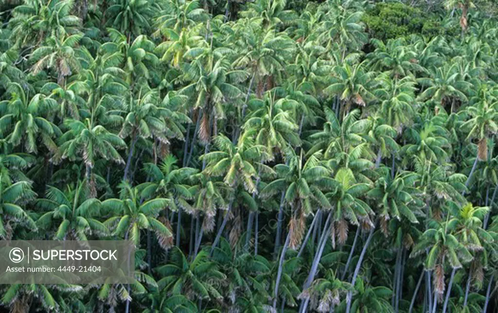 Lord Howe Island, Endemic Kentia palm