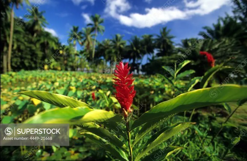 The Botanical Gardens near Papeari, Tahiti, French Polynesia, south sea