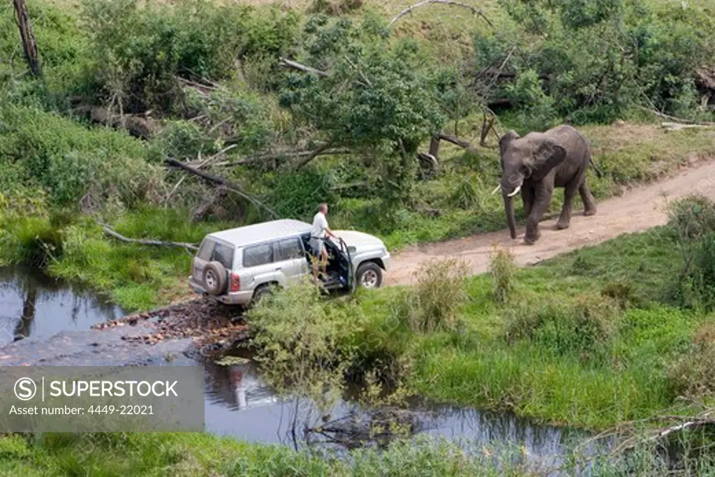 Safari through the jungle, Jeep with two elephants, an Elephant blocking the road, South Africa, Africa, mr