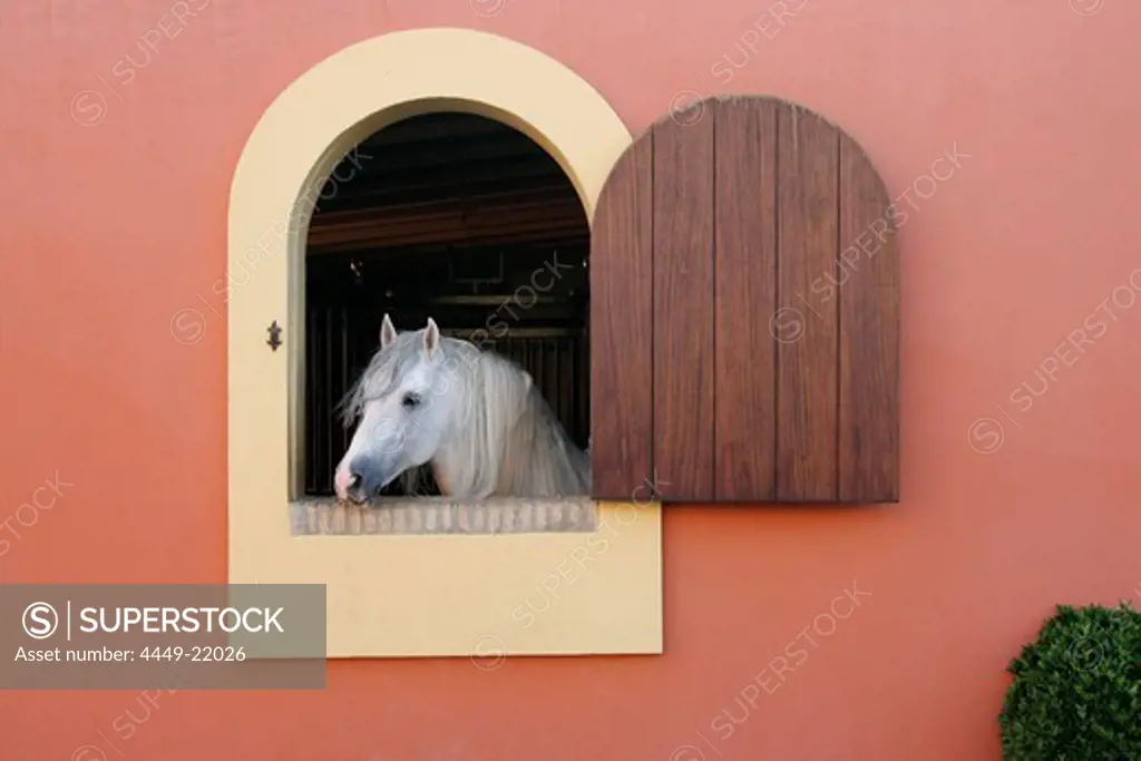 Horse looking out of a window, Hotel Hacienda La Boticaria, Vega de Alcala de Guadaira, near Sevilla, Andalusia, Spain, Europe