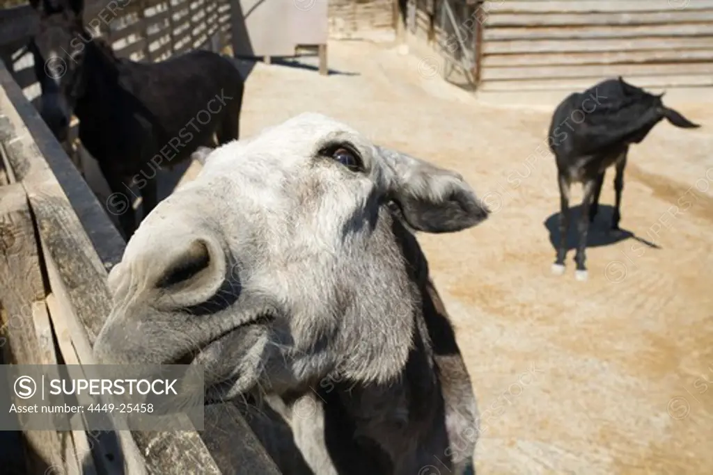 A donkey in a Donkey Sanctuary, Vouni village, Troodos mountains, Cyprus