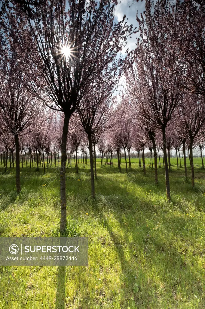 Cherry tree plantation in bloom, Drizzona, Cremona Province, Italy, Europe