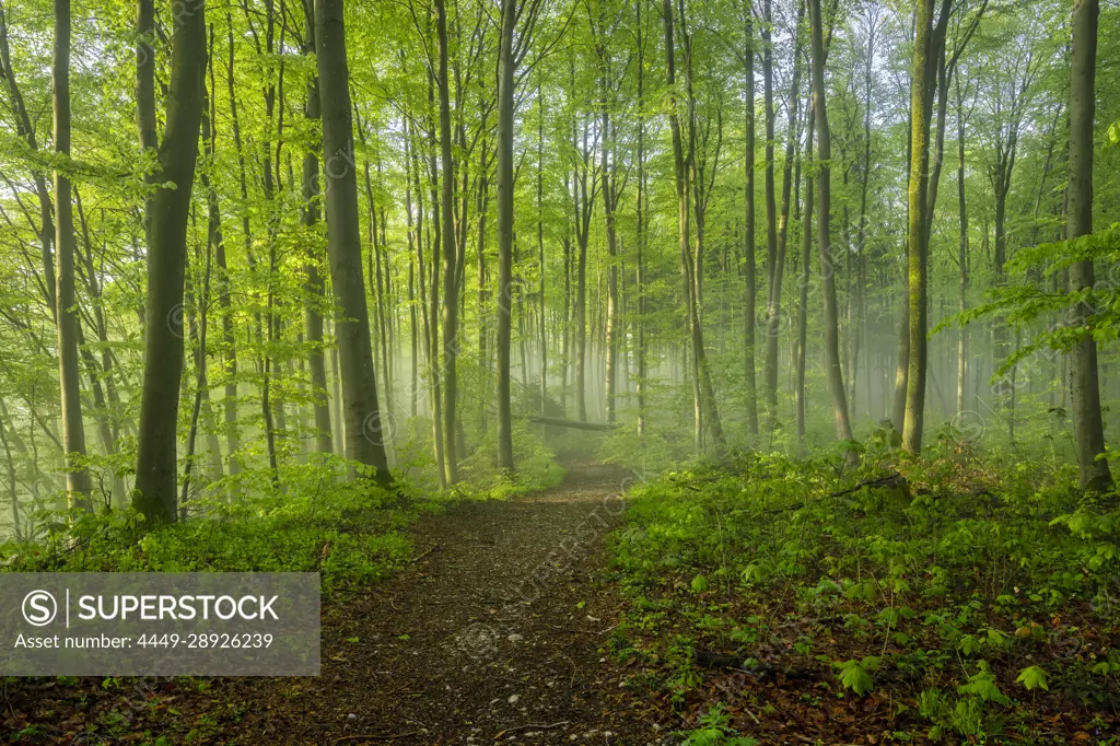 Sunny spring morning in the beech forest, Bavaria, Germany, Europe