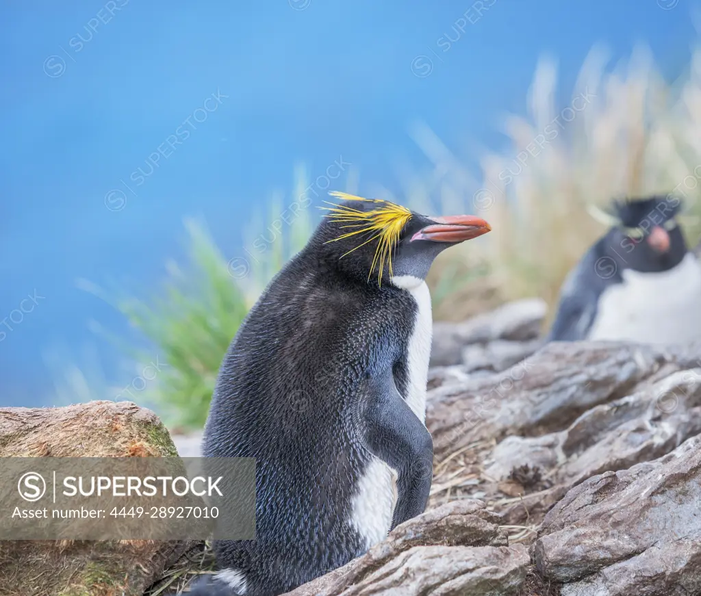Macaroni penguin (Eudyptes chrysolophus) and rockhopper penguins (Eudyptes chrysocome chrysocome) on a rocky islet, East Falkland, Falkland Islands, South America