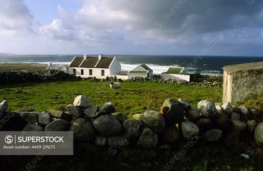 Coastal landscape with cottage and sheep, Bloody Foreland, Gweedore, County Donegal, Ireland, Europe