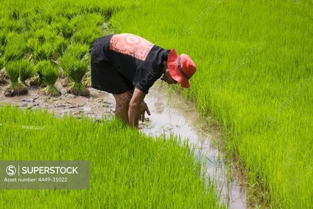 Balinese woman working on a rice field, Bali, Indonesia