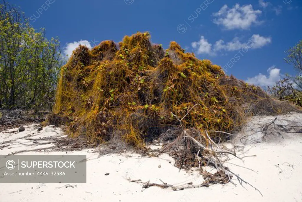 Plants at Bikini Beach, Marshall Islands, Bikini Atoll, Micronesia, Pacific Ocean