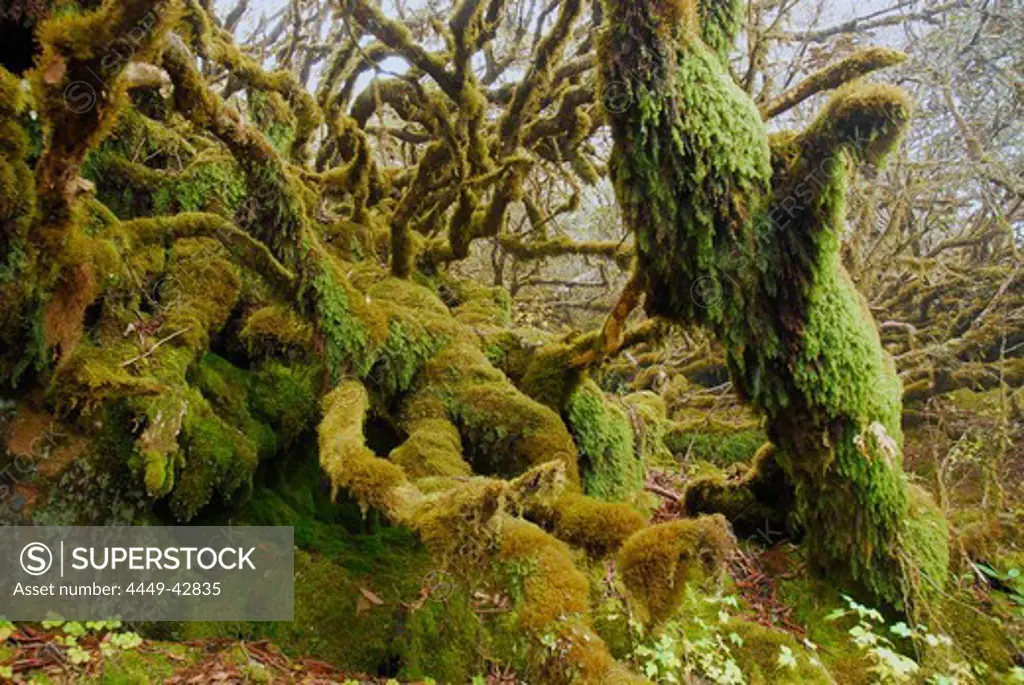 Mossy trees at rain forest, Trek towards Gocha La in Kangchenjunga region, Sikkim, Himalaya, Northern India, Asia