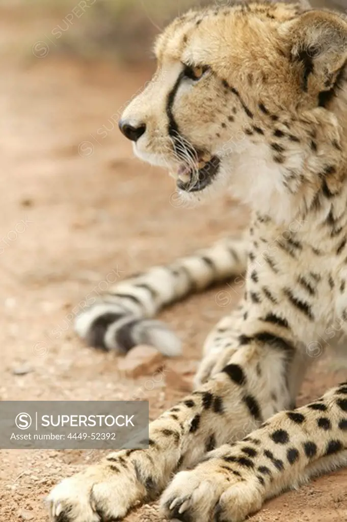 Cheetah, Daniells Cheetah breeding farm near Uitenhage, Eastern Cape, South Africa, Africa