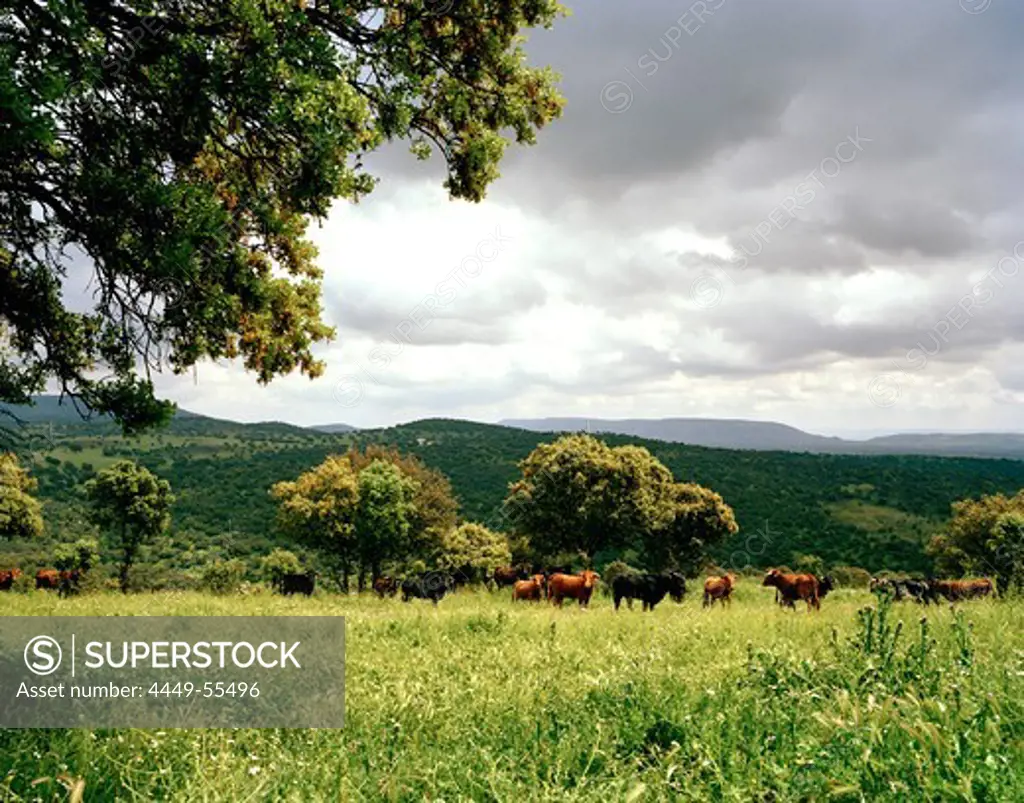 Fighting bulls Toro Bravo, breed of Ganaderia de Sancho Dávila, Sierra Morena, Andalusia, Spain