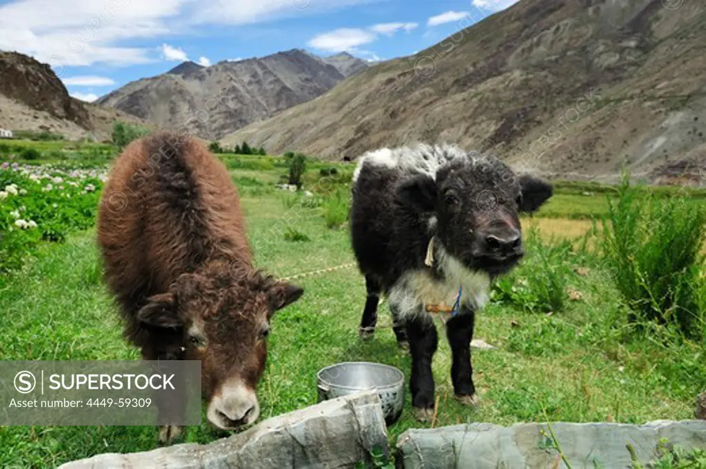 Yak calves, between Padum and Phuktal, Zanskar Range Traverse, Zanskar Range, Zanskar, Ladakh, India