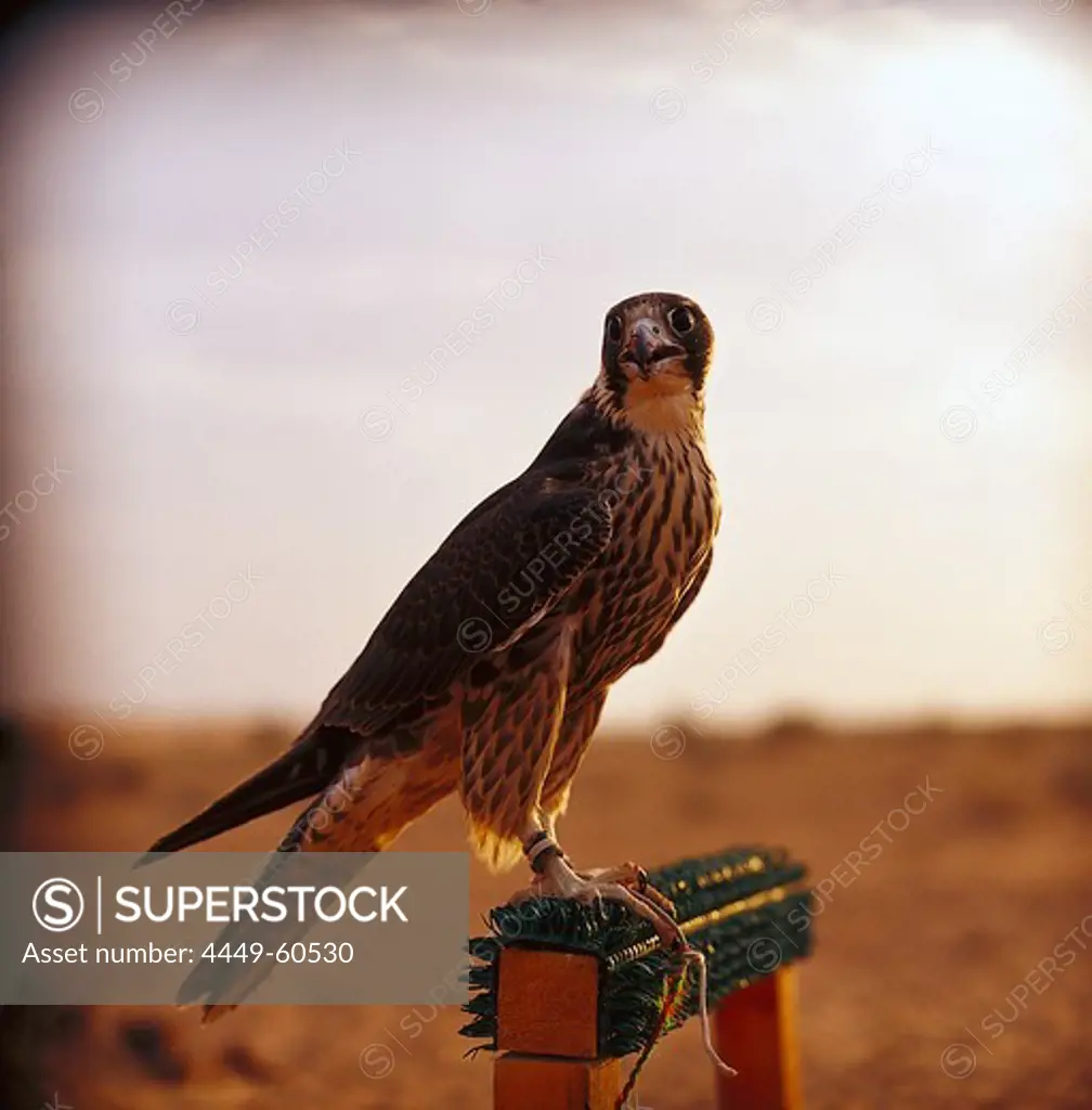 Falcon, falcon breeding, Desert, Dubai, UAE