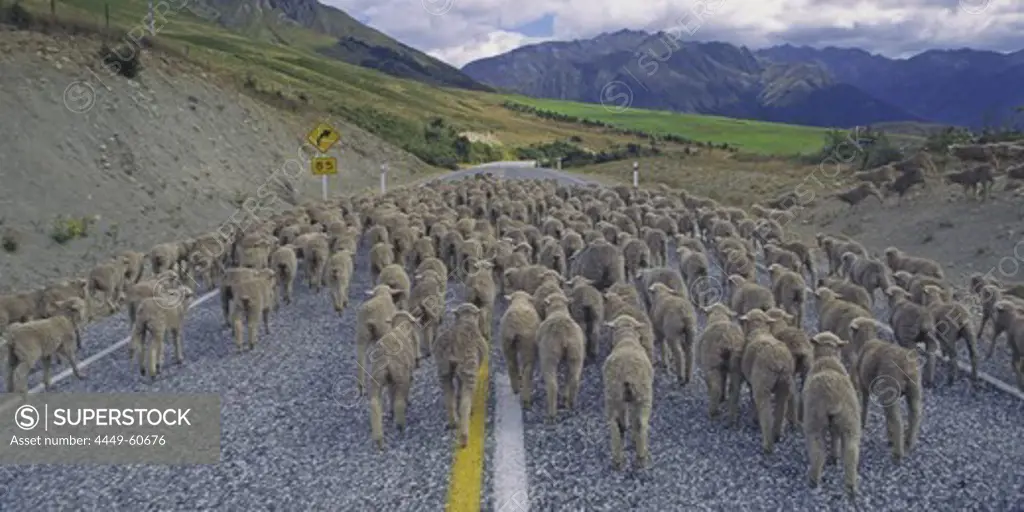 new zealand south island flockof sheep on the street