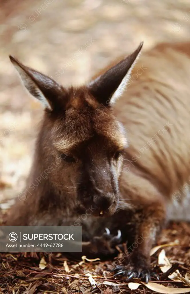 Close up of a tame roo, kangaroo, Kangaroo Island, Australia