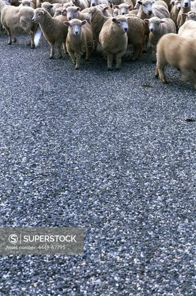 A flock of sheep, Crown Range Saddle, mountain pass, Cardrona, South Island, New Zealand