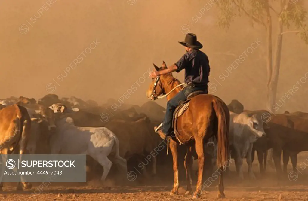 Mustering cattle with horses, Lansdowne Station, Kimberley, Western Australia, Australia