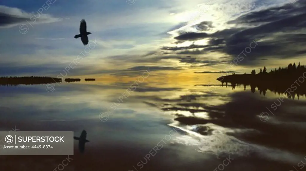 Crow in Lappland, Norway, Scandinavia