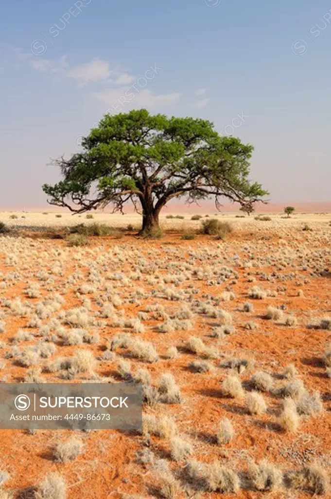 Camel-thorn tree in savannah, Namib desert, Namibia