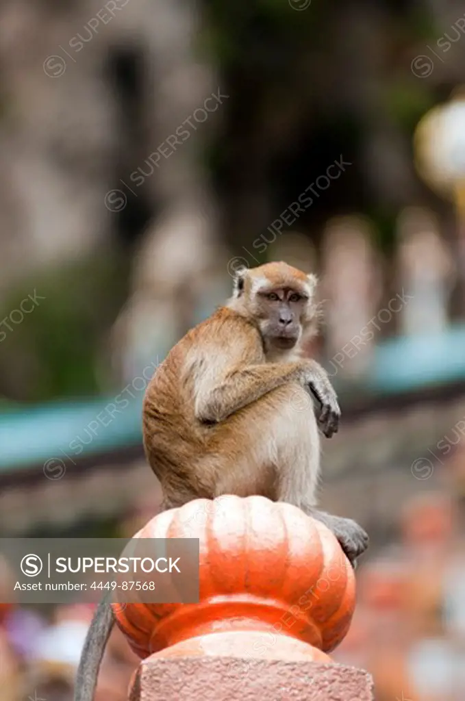 Monkey at the climb to the entrance of Batu-Caves, north von Kuala Lumpur, Malaysia, Asia