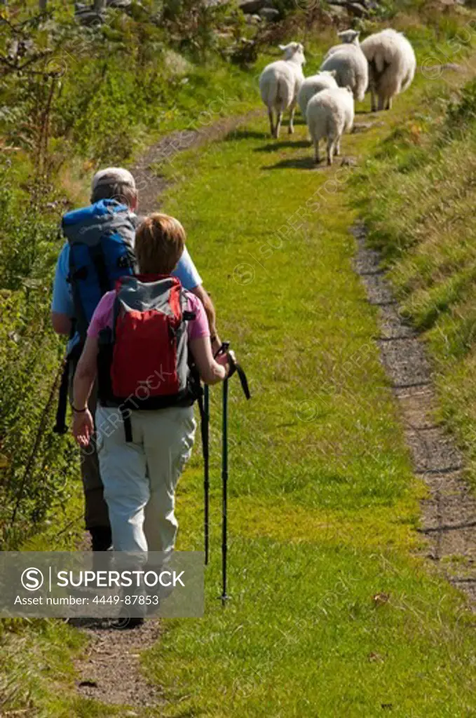 Hikers above Rowen, Snowdonia National Park, Wales, UK