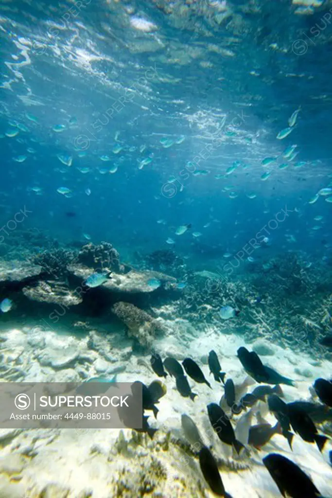 Shoal of blue reef fish, Wilson Island, part of the Capricornia Cays National Park, Great Barrier Reef Marine Park, UNESCO World Heritage Site, Queensland, Australia