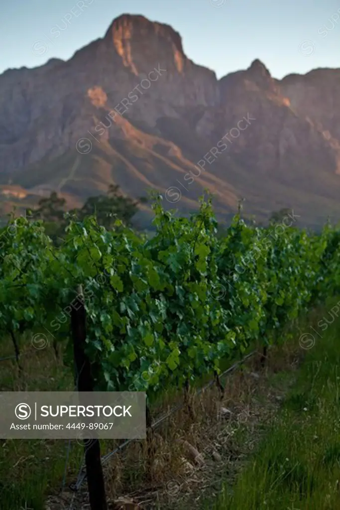 View onto the vineyards of Boschendahl Winery with Mountain Range Groot Drakenstein, Stellenbosch, Western Cape, South Africa