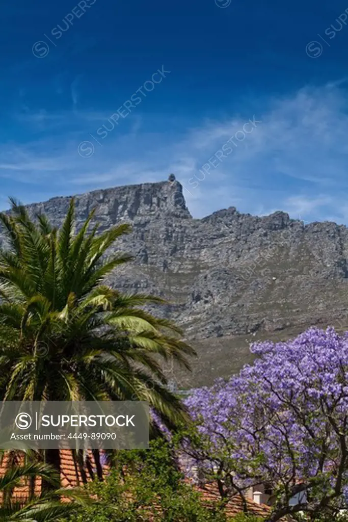 View towards Table Mountain with Jacaranda-Tree and palmtree in foreground, Cape Town, Western Cape, South Africa