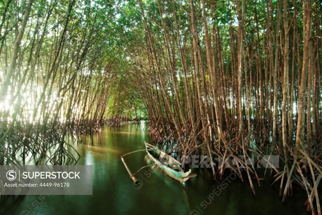 Mangroves in Isla Kapispisan Mangrove Reforestation Aquasilviculture and Eco-tourism Project, Kalibo, Aklan, Philippines, Asia