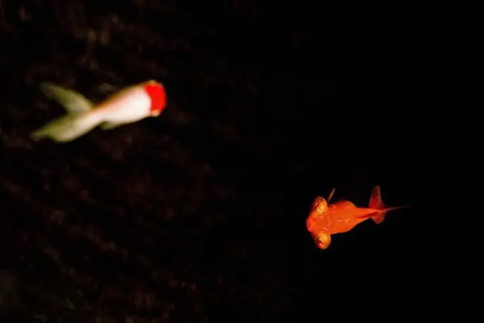 Two goldfisch in an aquarium, black background, China