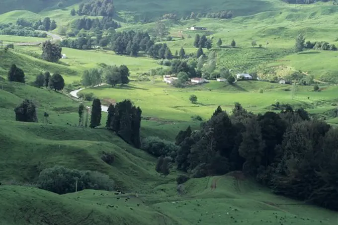 Lush Waikato Farmland, Near Taumarunui, Waikato, North Island, New Zealand