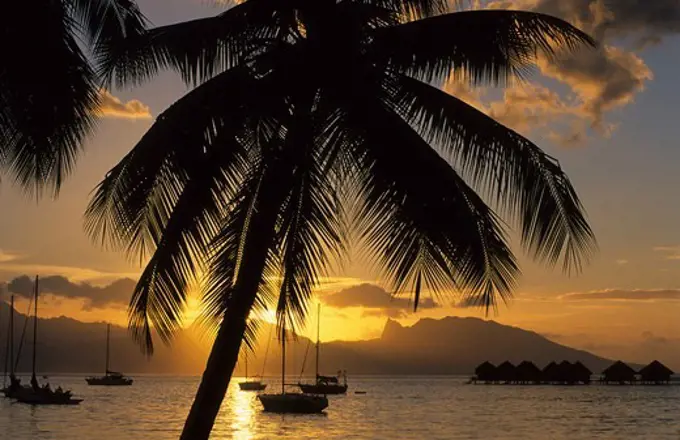 Silhouette of palm trees in the evening, Sunset over the Westcoast, Moorea in background, Tahiti, French Polynesia, south sea