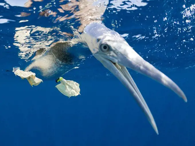 Young Brown Booby, Sula, leucogaster, Marshall Islands, Bikini Atoll, Micronesia, Pacific Ocean