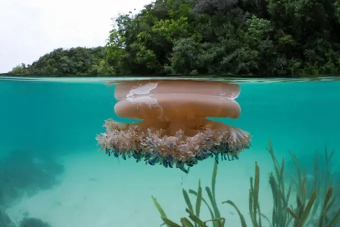 Upside-Down Jellyfish at Surface, Cassiopea andromeda, Risong Bay, Micronesia, Palau