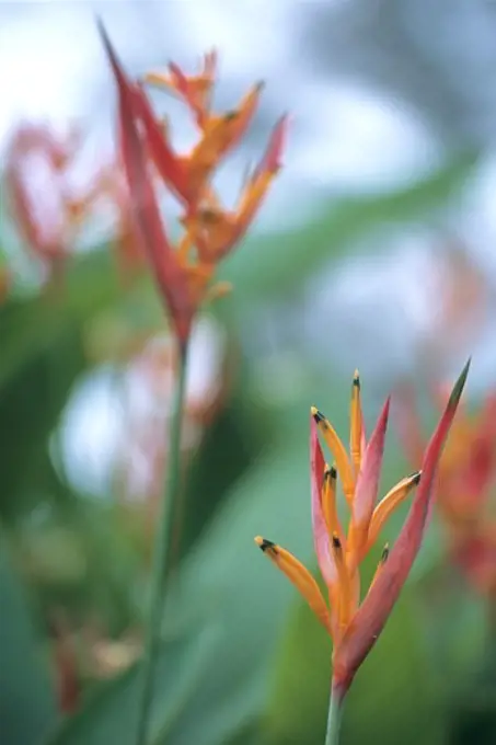 Tropical Flowers, The Wakaya Club, Wakaya Island, Lomaiviti Group, Fiji