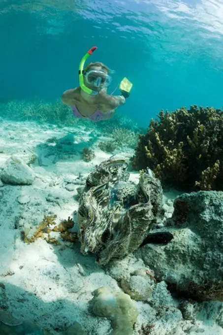 Giant Clam and Diver, Tridacna Squamosa, Micronesia, Palau