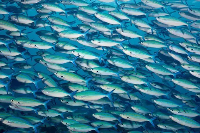 Shoal of Goldbanded Fusilier, Caesio caerulaurea, Baa Atoll, Indian Ocean, Maldives