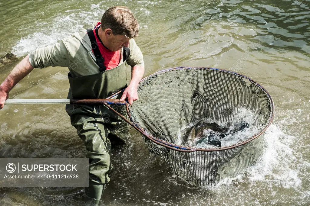 High angle view of man wearing waders standing in a river, holding large fish  net with trout. - SuperStock