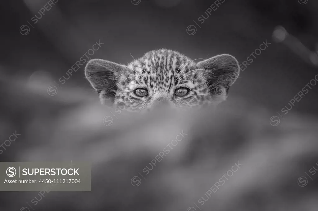 A leopard cub, Panthera pardus, peaks over a log, direct gaze, in black and white.