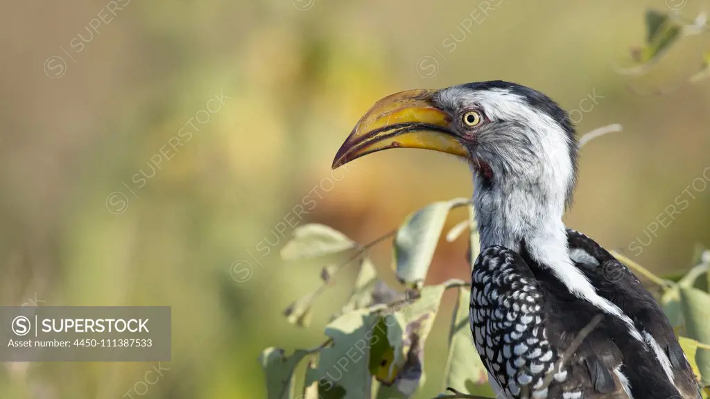 A yellow-billed hornbill, Tockus leucomelas, perches in a tree, side profile, blurred background