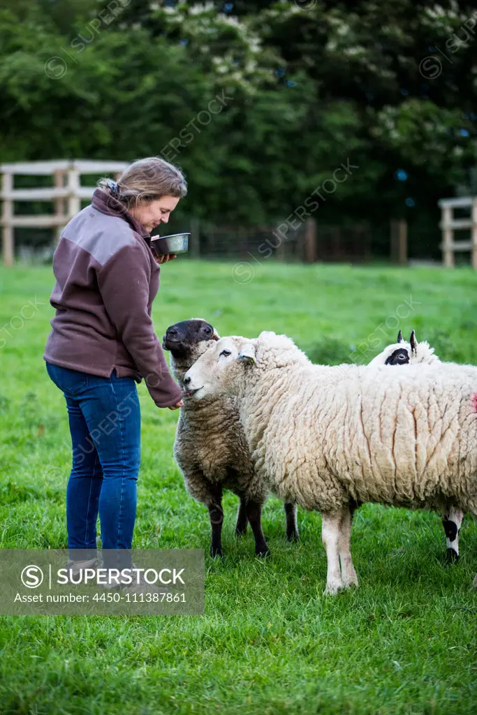 Woman feeding sheep on a farm pasture.