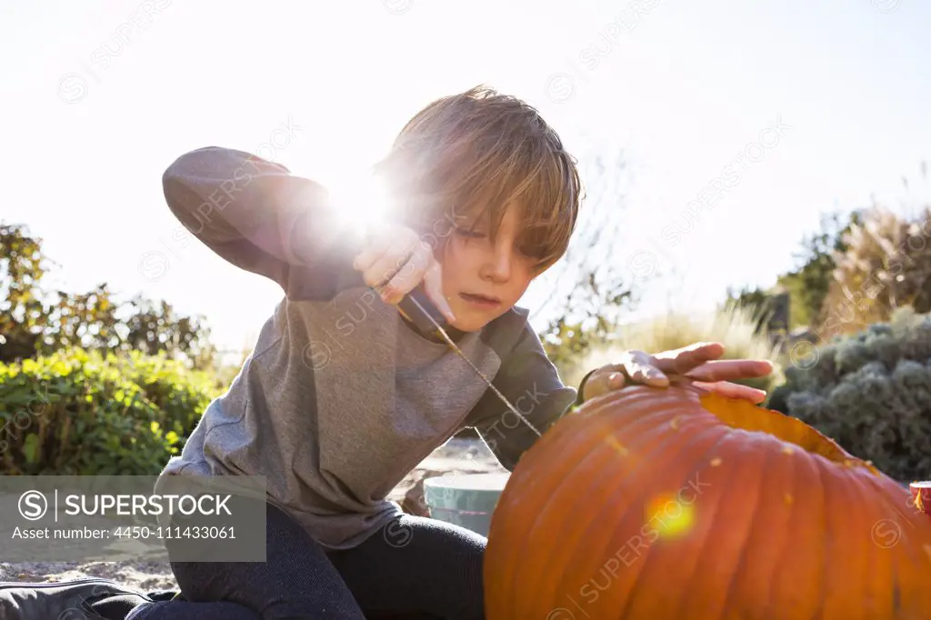 A six year old boy carving a pumpkin at Halloween.