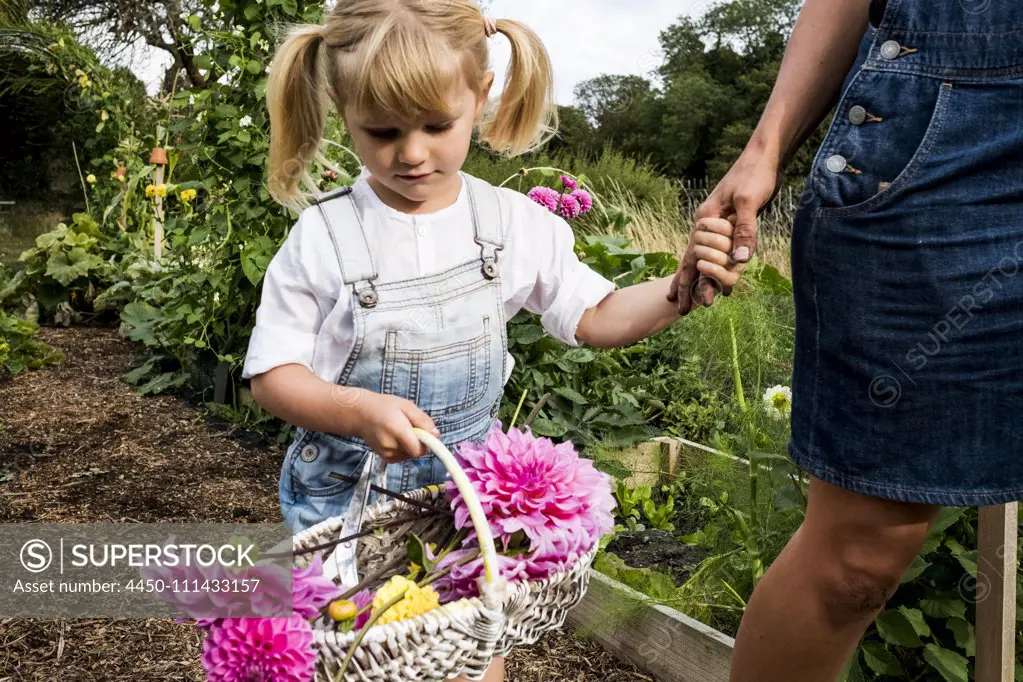 Girl holding basket with pink Dahlias walking hand in hand with a woman through a garden.