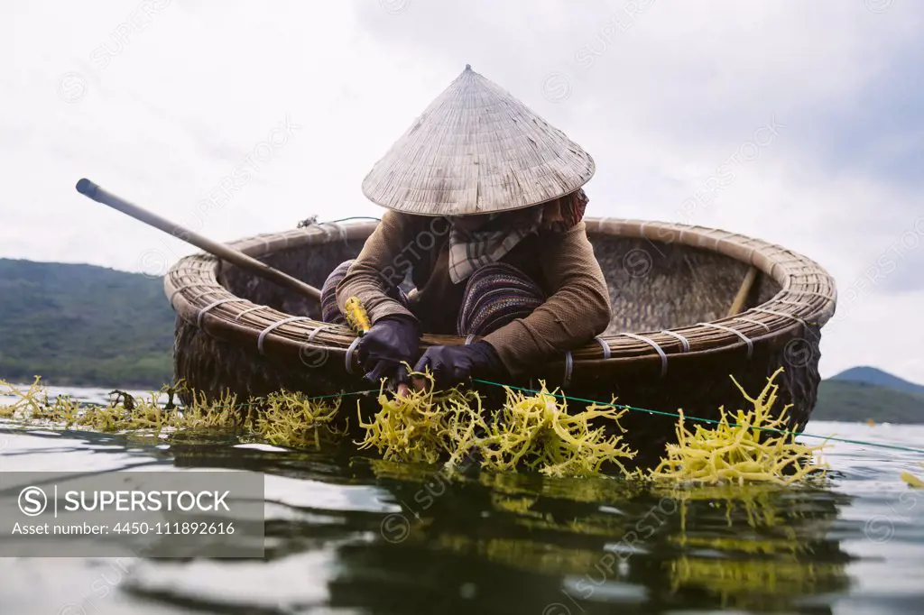 Woman wearing straw hat farming seaweed from a small wooden boat.