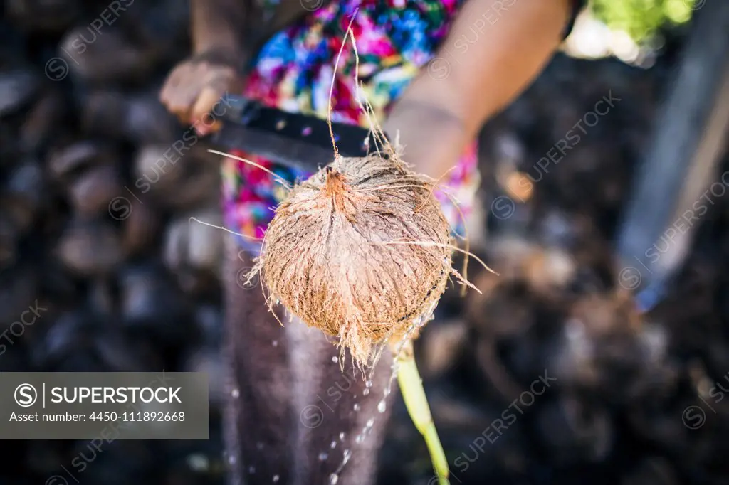 High angle close up of woman cutting open a young coconut to get to the fruit and water inside.