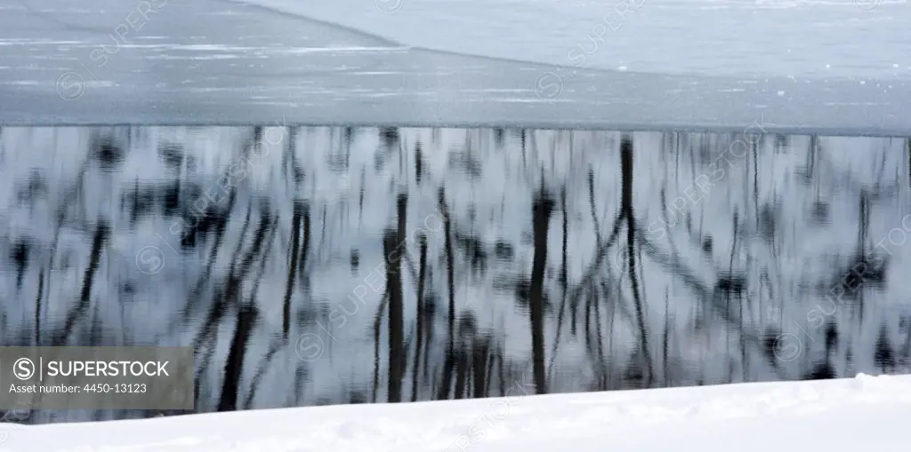 Trees reflect in the icy water of Lake Kawakguchi, Japan . December 2, 2011