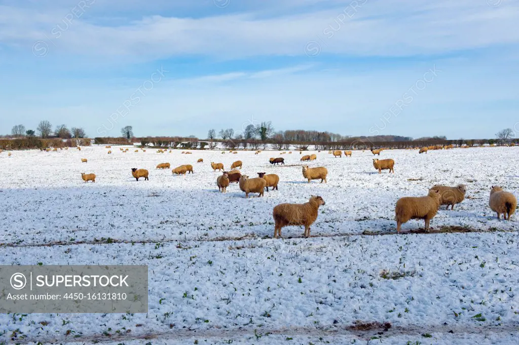 Flock of sheep outdoors in a field in the snow. 