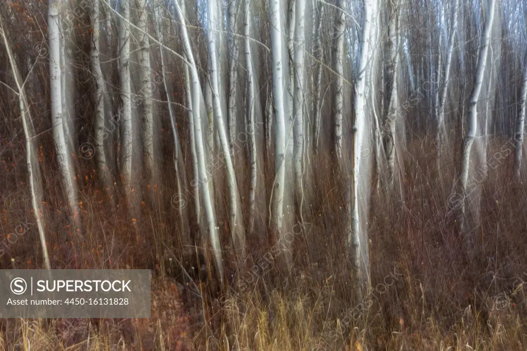 Aspen trees in a grove in winter