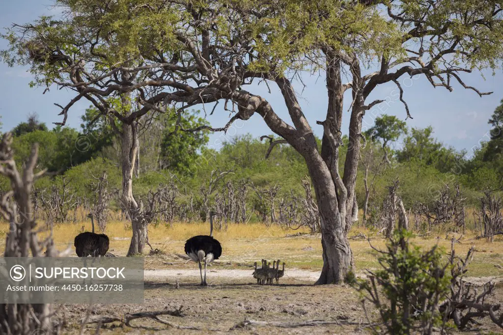 A pair of ostriches with a clutch of young chicks ostriches in the shade of a tree. 